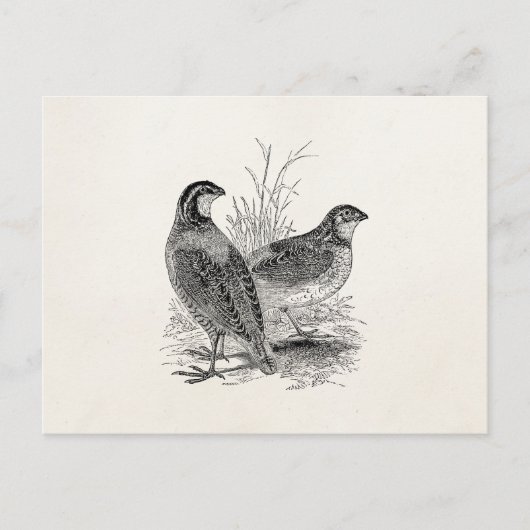  kwartelvogels - Persoonlijke roofvogels Briefkaart (Voorkant)