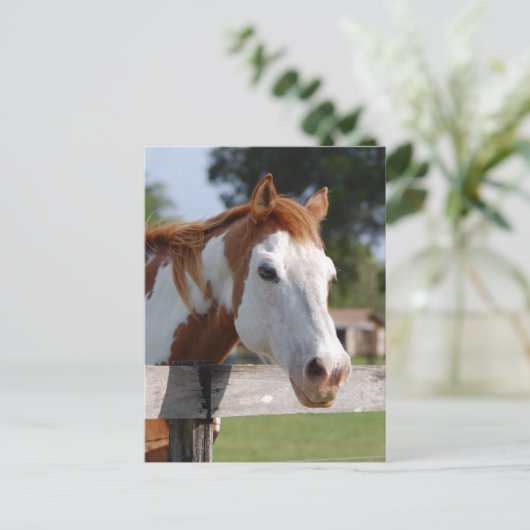 kwarterpaard briefkaart (Staand voorkant)