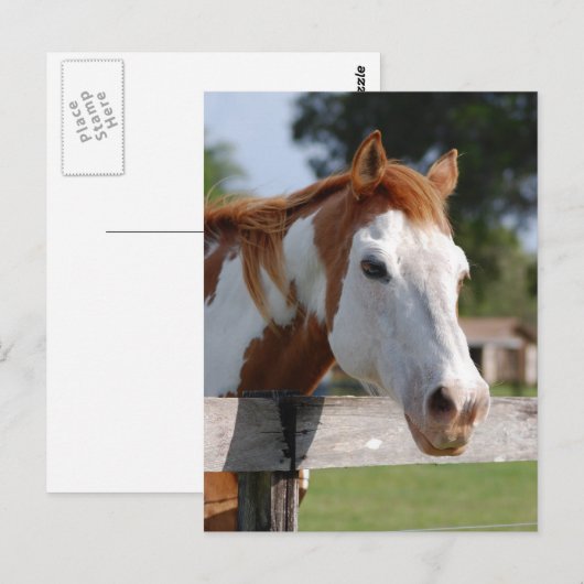 kwarterpaard briefkaart (Voorkant / Achterkant)