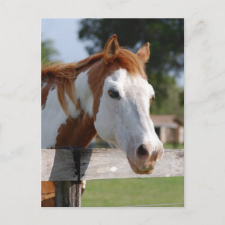 kwarterpaard briefkaart