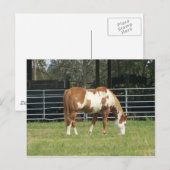 kwarterpaard briefkaart (Voorkant / Achterkant)