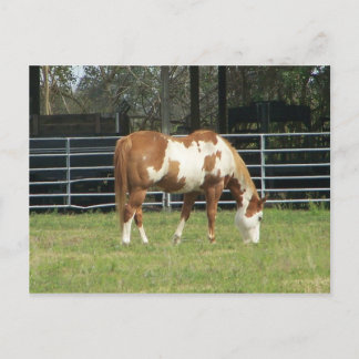 kwarterpaard briefkaart
