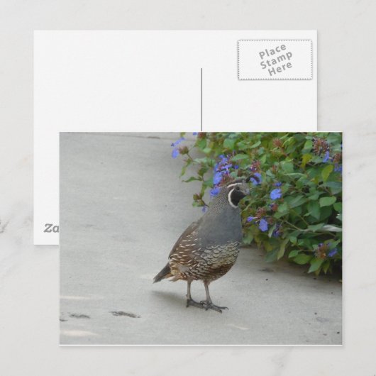 kwartier briefkaart (Voorkant / Achterkant)