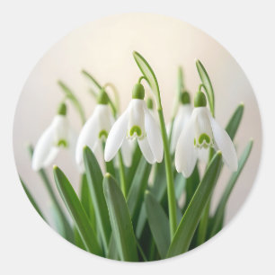 Kwassige Witte Sneeuwklokje Bloemen Lente Bloei Ronde Sticker