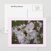 Kweek Delicate Kersenbloesems Briefkaart (Voorkant / Achterkant)