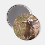 Kweekgeiten Magneet (Voorkant / Achterkant)