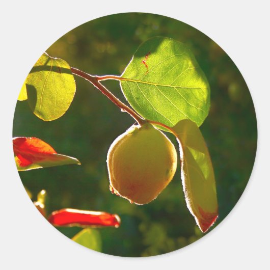 Kweeperen fruit op boom ronde sticker (Voorkant)