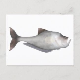 kwekerijvis briefkaart