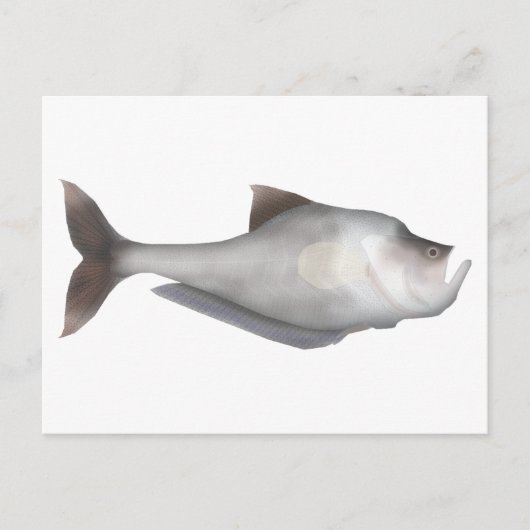 kwekerijvis briefkaart (Voorkant)