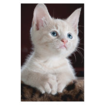 Kwetsbare Witte Keuten