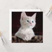 Kwetsbare Witte Keuten Kaart (Voorkant / Achterkant in situ)