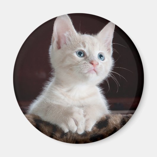 Kwetsbare Witte Keuten Magneet (Voorkant)