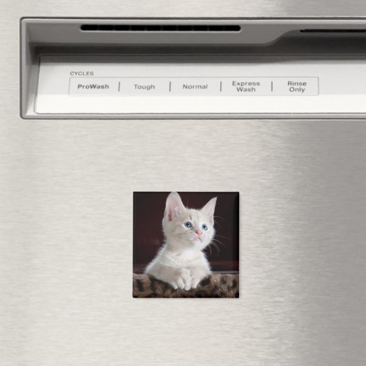 Kwetsbare Witte Keuten Magneet (Insitu (Vaatwasser))