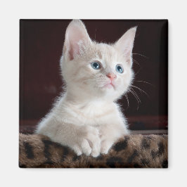 Kwetsbare Witte Keuten Magneet