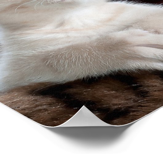 Kwetsbare Witte Keuten Poster (Hoek)