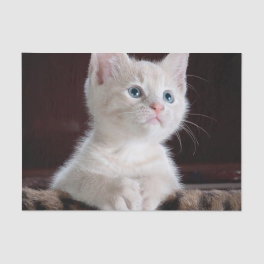 Kwetsbare Witte Keuten Tissuepapier (Voorkant)