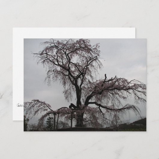 Kyoto Sakura Tree (Japan) Briefkaart (Voorkant / Achterkant)