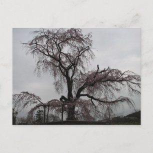 Kyoto Sakura Tree (Japan) Briefkaart