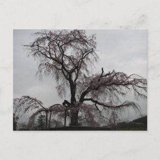 Kyoto Sakura Tree (Japan) Briefkaart