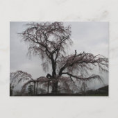 Kyoto Sakura Tree (Japan) Briefkaart (Voorkant)