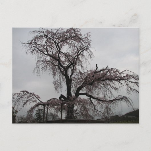 Kyoto Sakura Tree (Japan) Briefkaart (Voorkant)