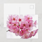 Kyotonachten: Lantaarn-Lit Sakura Briefkaart (Voorkant / Achterkant)
