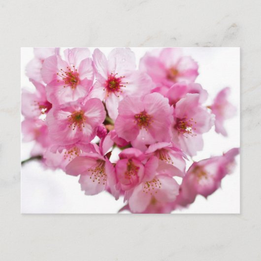 Kyotonachten: Lantaarn-Lit Sakura Briefkaart (Voorkant)