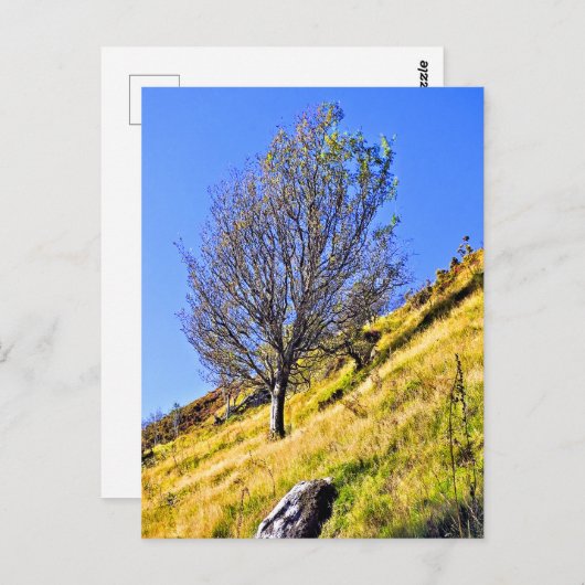 L0NEBOOM BRIEFKAART (Voorkant / Achterkant)