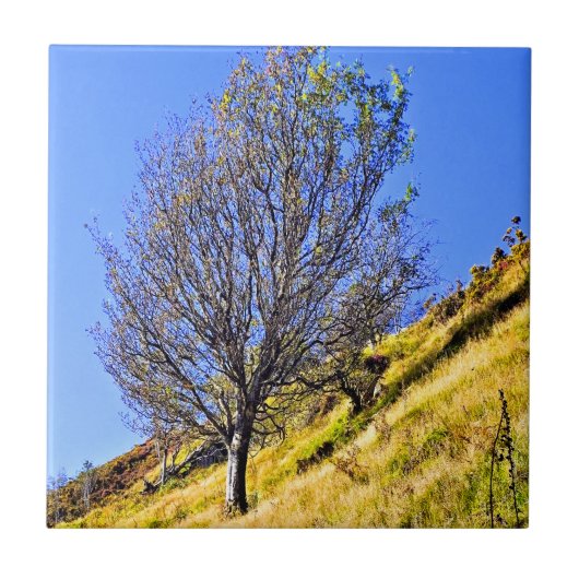 L0NEBOOM TEGELTJE (Voorkant)