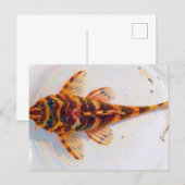 L134 pleco luipaardkikker  briefkaart (Voorkant / Achterkant)