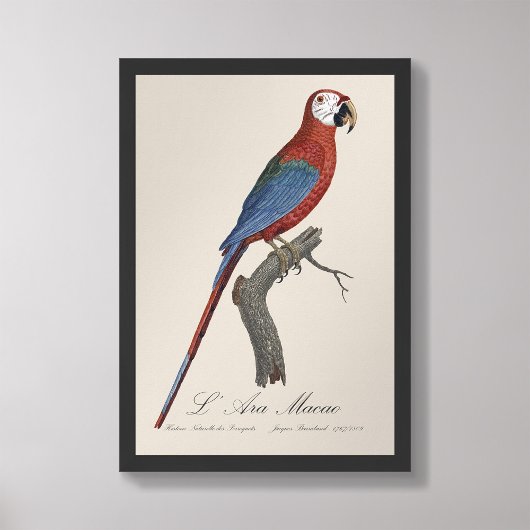 L' Ara Macao / Rood en groen Macau Foto Afdruk