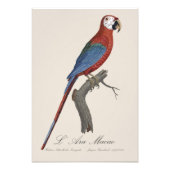 L' Ara Macao / Rood en groen Macau Foto Afdruk (Voorkant)