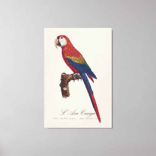 L' Ara Macao / Scarlet Macaw Canvas Afdruk (Voorkant)