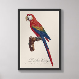 L' Ara Macao / Scarlet Macaw Foto Afdruk