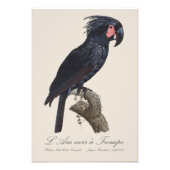 L' Ara Noir a Trompe / Palm Cockato Foto Afdruk (Voorkant)