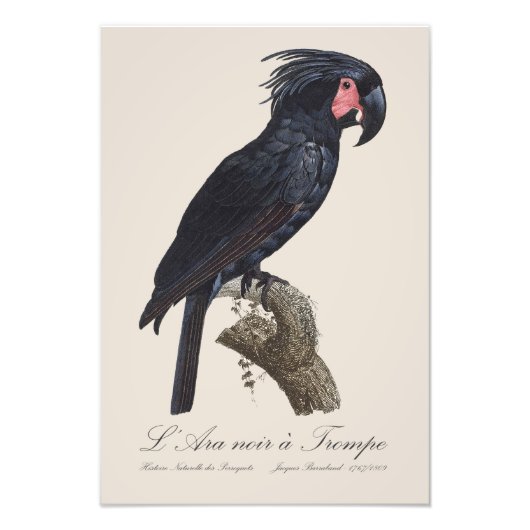 L' Ara Noir a Trompe / Palm Cockato Foto Afdruk (Voorkant)