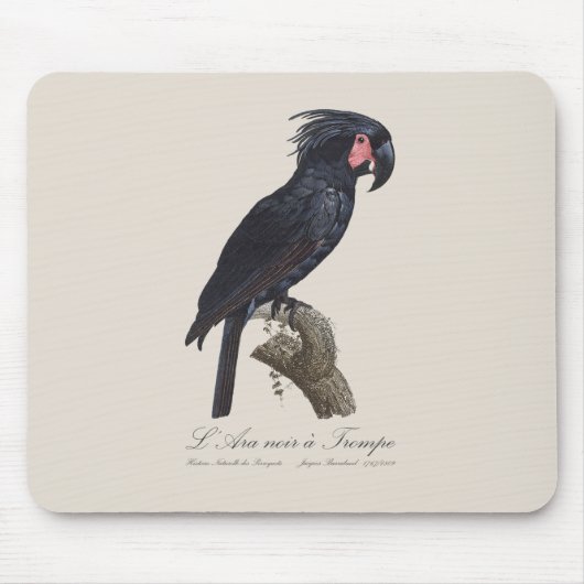 L' Ara Noir a Trompe / Palm Cockato Muismat (Voorkant)