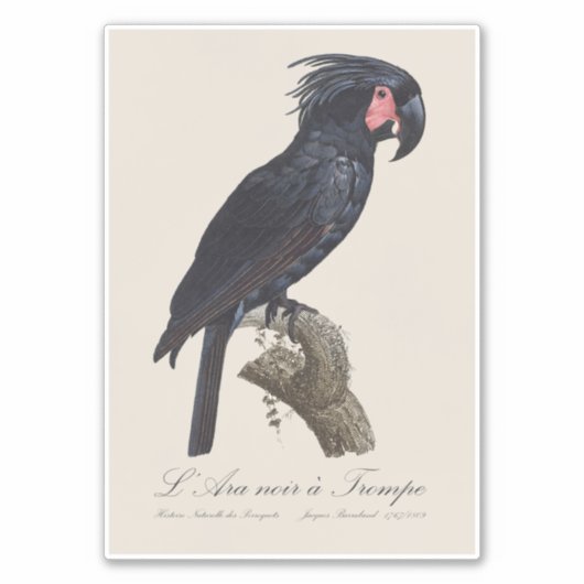 L' Ara Noir a Trompe / Palm Cockato Sticker (Voorkant)
