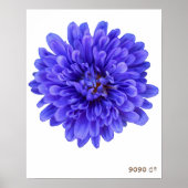 La Bluette Poster (Voorkant)