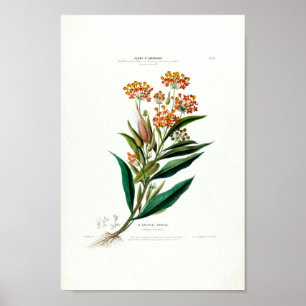 La Cadrille Soyeuse  Botanical Flore d Amer Poster