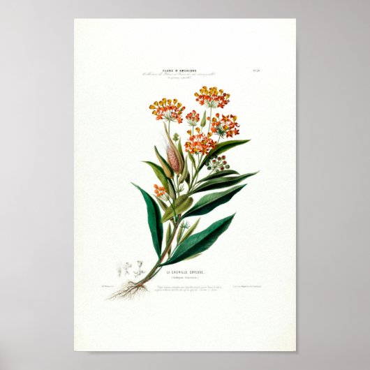 La Cadrille Soyeuse  Botanical Flore d Amer Poster (Voorkant)