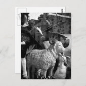 La Campagne à Paris rue Daguerre Sheep briefkaart (Voorkant / Achterkant)