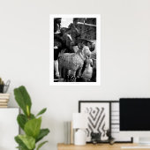 La Campagne à Paris rue Daguerre Sheep poster (Thuiskantoor)