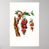 La Cerise Creole  Botanical Flore d Ameriqu Poster (Voorkant)