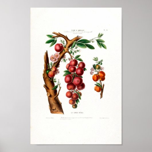 La Cerise Creole  Botanical Flore d Ameriqu Poster (Voorkant)