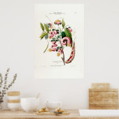 La Chevelure des Amazones roze botanische amerique Poster (Keuken)