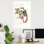 La Chevelure des Amazones roze botanische amerique Poster (Thuiskantoor)