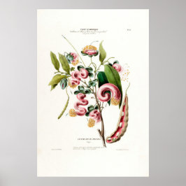La Chevelure des Amazones roze botanische amerique Poster
