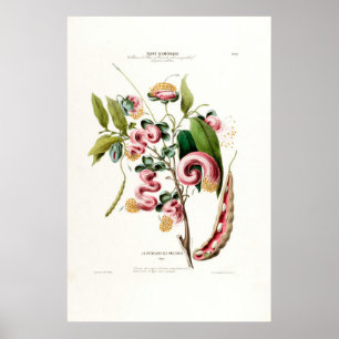 La Chevelure des Amazones roze botanische amerique Poster