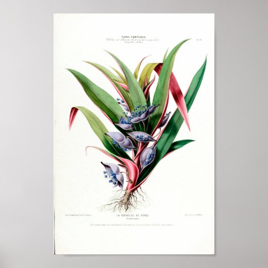 La Corbeille de Venus Flore d Amerique Floral Poster (Voorkant)